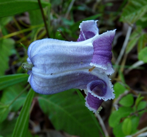 {Clematis socialis}